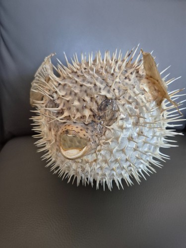 Vintage puffer fish - puffer,