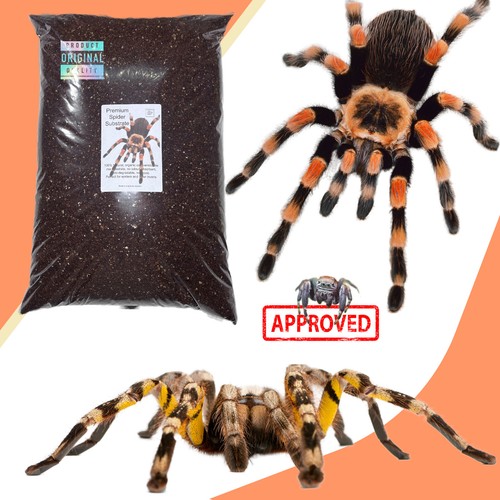 Spider soil tarantula - spider, soil,