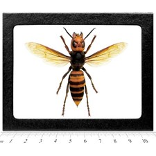 Vespa mandarinia wasp murder hornet QUEEN Japan wings spread framed
