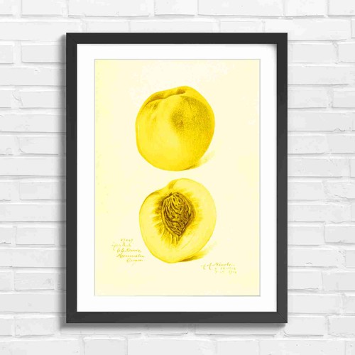 Vintage botanical peach art - peach,