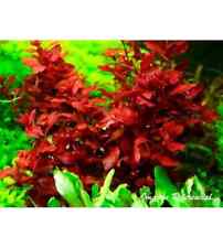 LUDWIGIA DIAMOND RED TROPICAL OXYGENATING HEALTHY AQUARIUM PLANTS SHRIMP SAFE