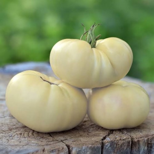 Tomato white beauty - 4, ‘white