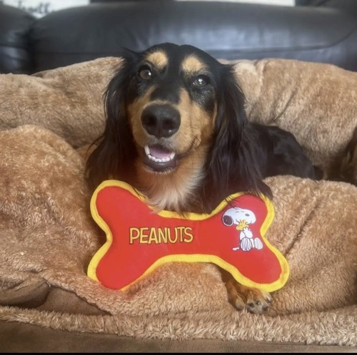 Peanuts snoopy squeaky bone - squeaky,