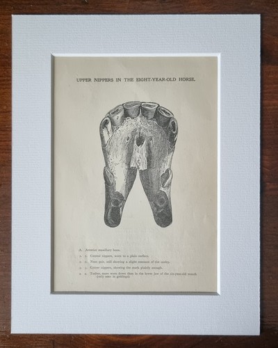 Antique mounted anatomical - antique,