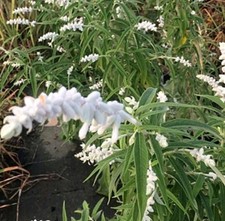 Salvia Leucantha White Mischief rarely offered 9cm Pot Half Hardy Shrub