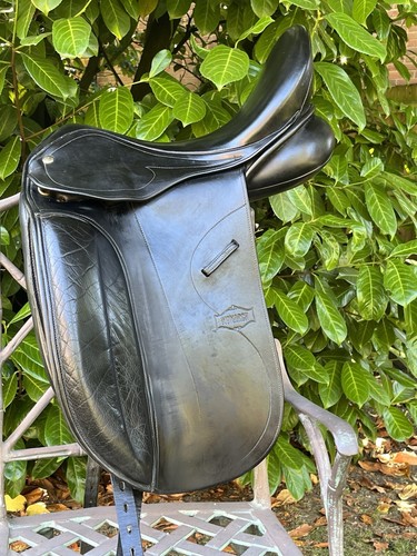 Black monarch dressage - black,