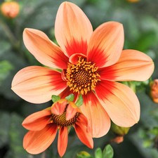 Dahlia 'Bishops Children'