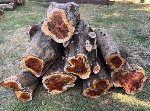 English yew woodturning wood - 8,
