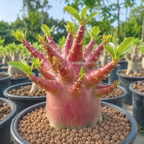 Ruddy queen adenium - ruddy-queen,