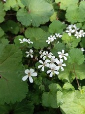 3 x Pelargonium 'Australe'