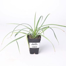 Sale Yucca elata  Random