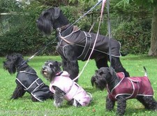 WATERPROOF DOG COAT / JACKET, PADDED WARM NON SLIP, CHEST GUARD-NUTS ABOUT MUTTS