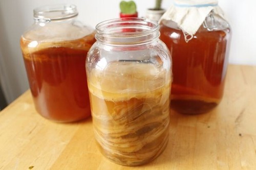 Organic kombucha scoby - organic,