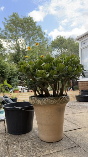 Large jade money tree - large,