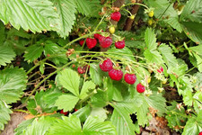 ALPINE STRAWBERRIES Set of 6