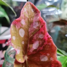 Begonia Maculata Pink Variegated 