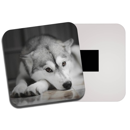 Beautiful siberian husky - beautiful,