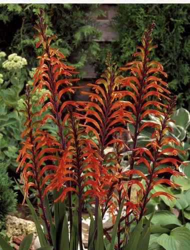 Chasmanthe floribunda - x,
