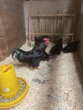 6 rhode island red hatching eggs