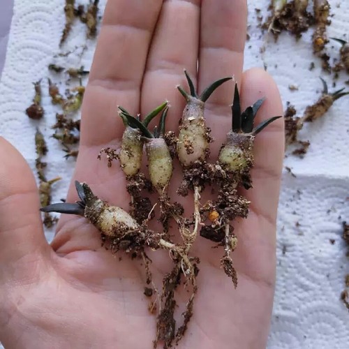 10pcs 2cm ariocarpus retusus - 2cm,