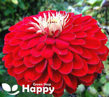 ZINNIA DAHLIA RED SCARLET
