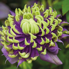 Clematis Climbing Flower Shrubs Garden Plants 'Taiga' 9cm or 11cm Pots T&M