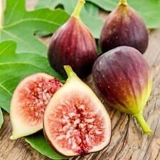 1x Fig Tree 'Brown Turkey' -  1l Pot -  20-30cm - Organically Grown