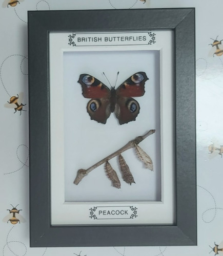 Taxidermy real framed - framed, british