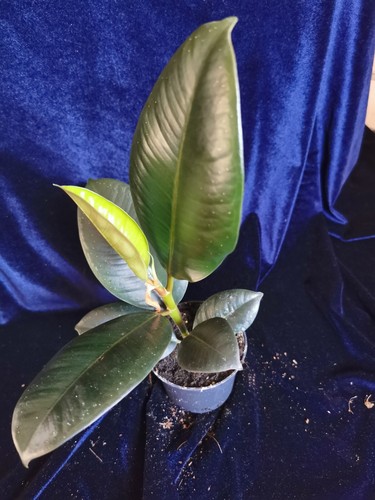 Ficus robusta rubber plant - ficus,