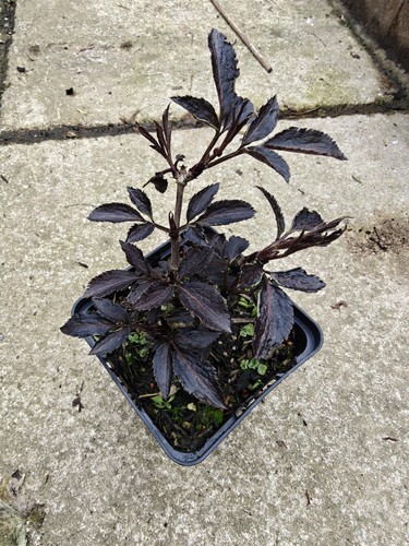 Sambucus nigra black - sambucus,