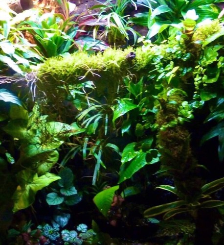 Terrarium vivarium decor - terrarium,