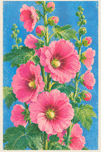 Hollyhock risograph print - hollyhock,