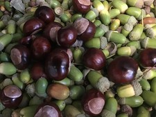 Ultimate Squirrel Food 1.75 kg approx Oak Acorn -Horse Chestnut  mix