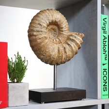 Large Mantelliceras Ammonite