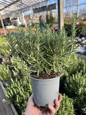 2 x Large Rosemary herb Plants in 14cmPots | Evergreen Plant Upright Hardy