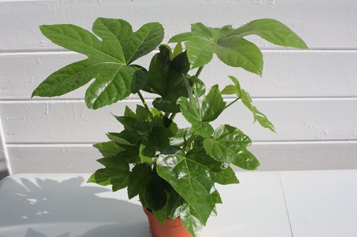 Fatsia japonica evergreen - fatsia,