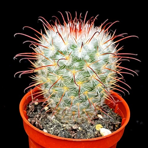 Mammillaria bombycina cactus - bombycina,