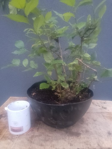 Elm bonsai tree - elm,