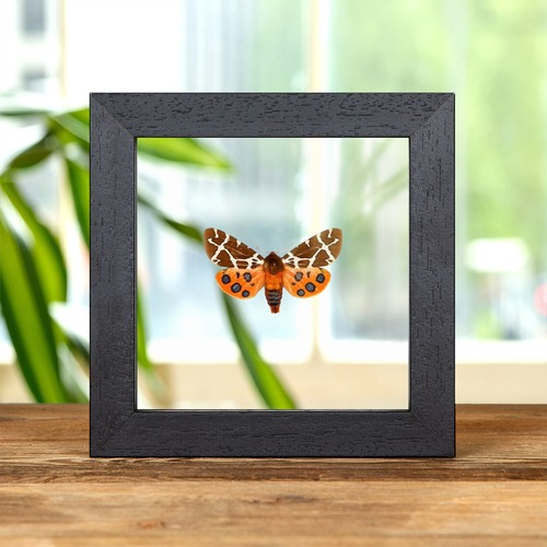 The garden tiger moth clear - tiger, in