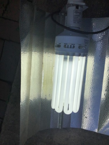 125w cfl grow light reflector - cfl,