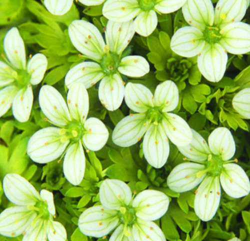 Saxifraga cloth gold - saxifraga, of