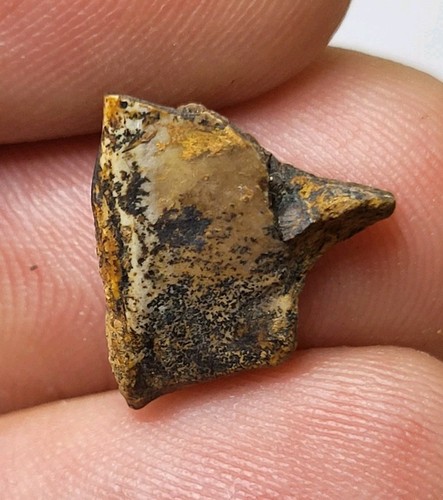 Stunning triceratops tooth - stunning,