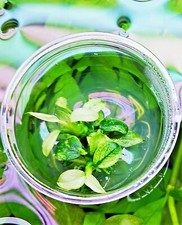 Anubias Nana Pinto in Vitro