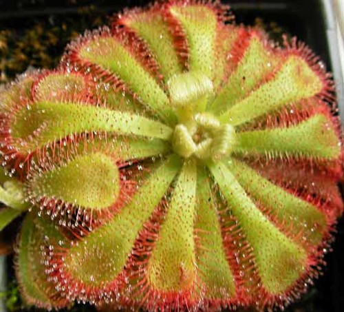 Drosera aliciae seeds - -, 20