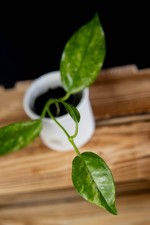 ? Hoya Australis marble peridot (growing)
