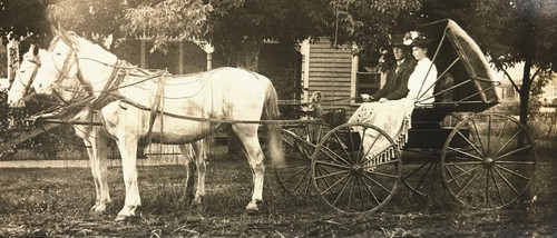 Antique rppc horse drawn - horse,