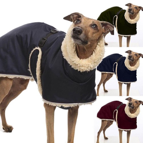 Greyhound whippet dog clothes - greyhound,