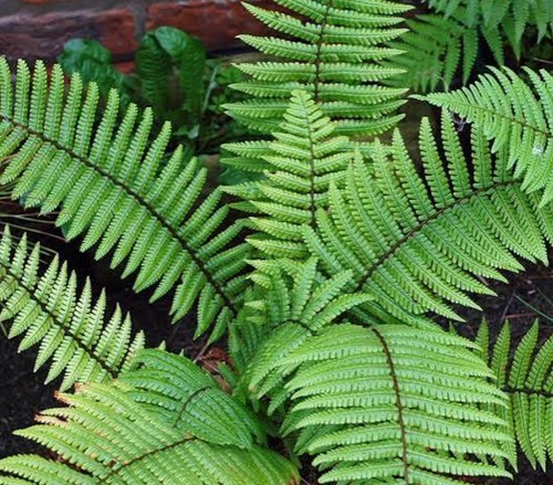 Dryopteris male fern potted - male,