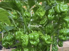 Bangladeshi Naga Moris Chilli