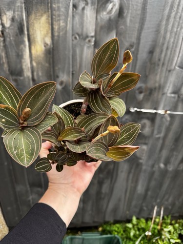 Ludisia discolor orchid